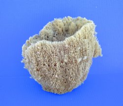8-1/2 inches tall Natural Sea Sponge for Sale - Buy this one for $14.99