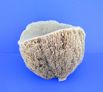 8 inches tall Natural Sea Sponge for Sale - Buy this one for $14.99