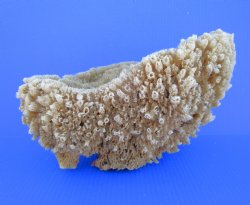 12 inches long Natural Sea Sponge for Sale - Buy this one for $19.99