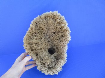 12 inches long Natural Sea Sponge for Sale - Buy this one for $19.99