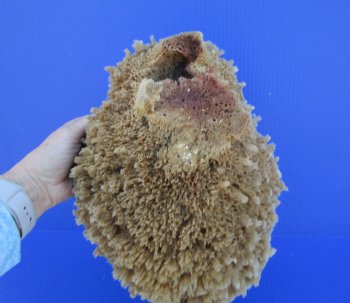 12 inches long Natural Sea Sponge for Sale - Buy this one for $19.99