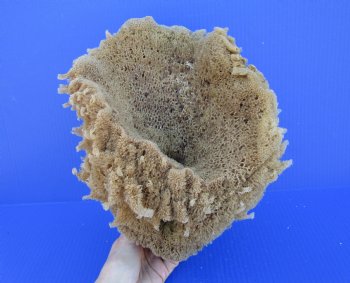 11 inches tall Natural Sea Sponge for Sale - Buy this one for $14.99