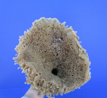 11 inches tall Natural Sea Sponge for Sale - Buy this one for $14.99