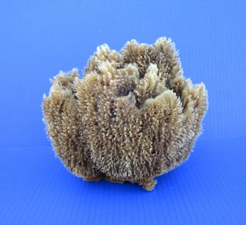 7-3/4 inches wide Natural Sea Sponge for Sale - Buy this one for $12.99