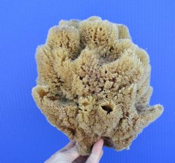 8 inches tall Natural Sea Sponge for Sale - Buy this one for $12.99