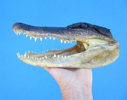 9-1/4 inches American Alligator Head from 6 foot Gator - Buy this one for $24.99