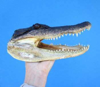 9-1/4 inches American Alligator Head from 6 foot Gator - Buy this one for $24.99