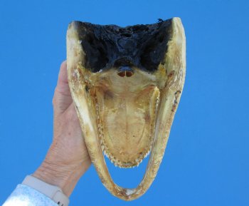 9-1/4 inches American Alligator Head from 6 foot Gator - Buy this one for $24.99