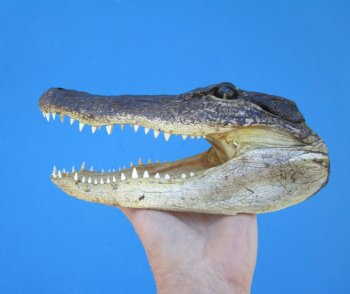 9 inches American Alligator Head from 6 foot Gator - Buy this one for $24.99