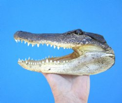9 inches American Alligator Head from 6 foot Gator - Buy this one for $24.99
