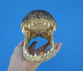 9 inches American Alligator Head from 6 foot Gator - Buy this one for $24.99