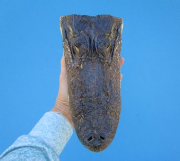 9 inches American Alligator Head from 6 foot Gator - Buy this one for $24.99