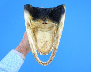 9 inches American Alligator Head from 6 foot Gator - Buy this one for $24.99