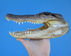 9 inches Alligator Head from 6 foot Gator - Buy this one for $24.99