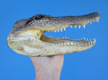 9 inches Alligator Head from 6 foot Gator - Buy this one for $24.99