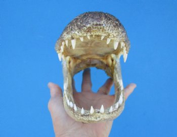 9 inches Alligator Head from 6 foot Gator - Buy this one for $24.99