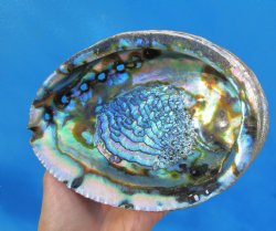 Large Blue Green Abalone Shell, 7 by 5-1/2 inches - Buy this one for $22.99