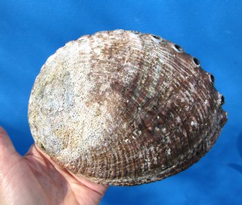Large Blue Green Abalone Shell, 7 by 5-1/2 inches - Buy this one for $22.99