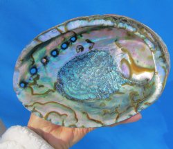 Large Blue Green Abalone Shell, 7-1/2 by 5-1/2 inches - Buy this one for $22.99