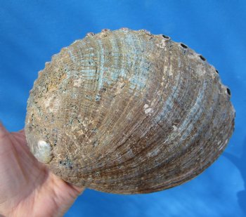 Large Blue Green Abalone Shell, 7-1/2 by 5-1/2 inches - Buy this one for $22.99