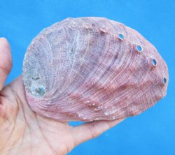 5 inches Natural Re...