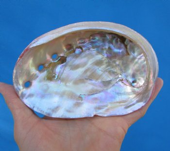 5 inches Natural Red Abalone Shell - Buy this for $14.99