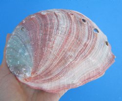 5-15/16 inches Natural Red Abalone Shell - Buy this for $14.99