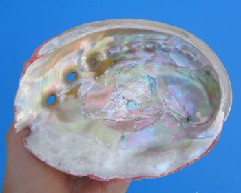 5-15/16 inches Natural Red Abalone Shell - Buy this for $14.99