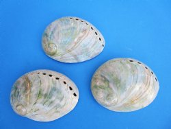Three Polished Australian Greenlip Abaone Shells, 4 to 4-3/8 inches - Buy these for $6 each