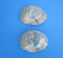 Two Polished Australian Greenlip Abaone Shells, 4-1/8 and 4-3/8 inches - Buy these for $6 each