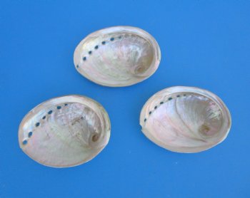 Three Polished Australian Greenlip Abaone Shells, 4-1/8 to 4-1/4 inches - Buy these for $6 each