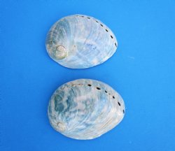 Two Polished Australian Greenlip Abaone Shells, 4-1/2 and 4-3/8 inches - Buy these for $6 each