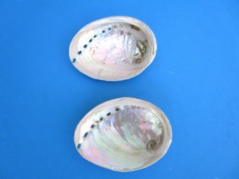 Two Polished Australian Greenlip Abaone Shells, 4-1/2 and 4-3/8 inches - Buy these for $6 each