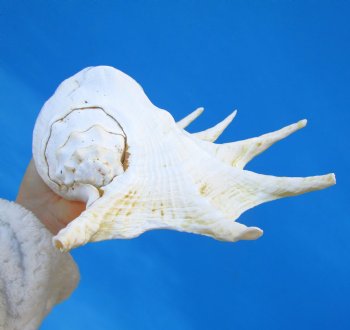 11-1/2 inches Giant Spider Conch Shell with Long Spines for $14.99