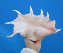13-1/4 inches Large Giant Spider Conch Shell with Long Spines for $21.99