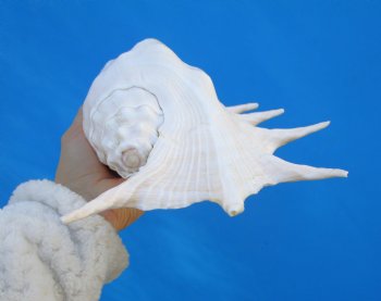 13-1/4 inches Large Giant Spider Conch Shell with Long Spines for $21.99