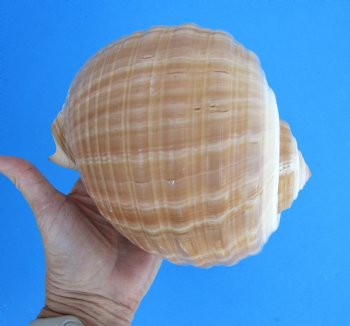 Large Tonna Galea Shell, 7-1/2 by 6-1/4 inches - Buy this for $14.99