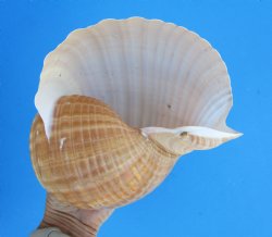Large Tonna Galea Shell, 7-1/2 by 6-1/4 inches - Buy this for $14.99