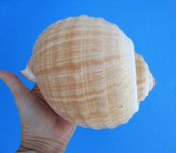 Large Tonna Galea Shell, 7-5/8 by 6 inches - Buy this for $14.99