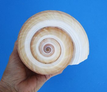 Large Tonna Galea Shell, 7-5/8 by 6 inches - Buy this for $14.99
