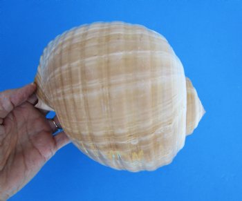 Large Tonna Galea Shell, 7-1/2 by 6-1/2 inches - Buy this for $14.99