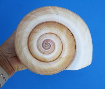 Large Tonna Galea Shell, 7-1/2 by 6-1/2 inches - Buy this for $14.99