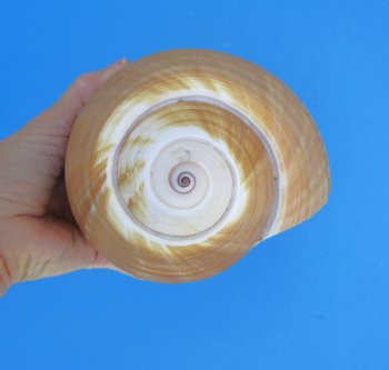 Large Tonna Galea Shell, 7-1/2 by 6-1/4 inches - Buy this for $14.99