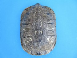 Red Eared Slider Turtle Shell, 8-1/2 by 6-1/4 inches