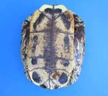 Red Eared Slider Turtle Shell, 8-1/2 by 6-1/4 inches