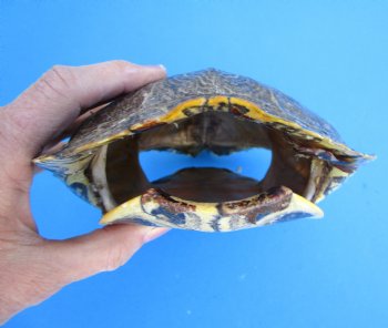 Red Eared Slider Turtle Shell, 8-1/2 by 6-1/4 inches
