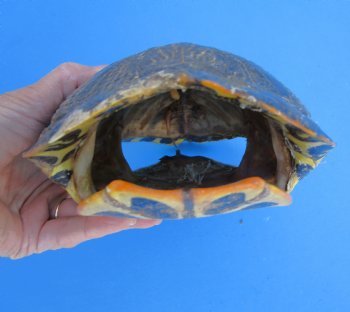 Red Eared Slider Turtle Shell, 8-3/4 by 6-1/2 inches