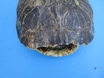 Red Eared Slider Turtle Shell, 8-1/4 by 6-1/4 inches