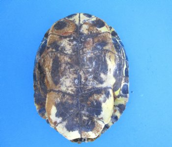 Red Eared Slider Turtle Shell, 8-1/4 by 6-1/4 inches