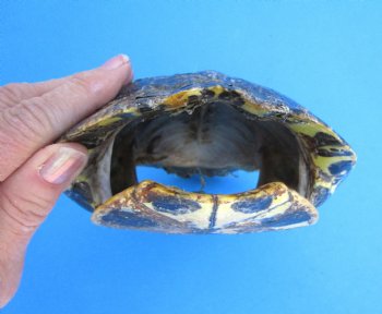 Red Eared Slider Turtle Shell, 8-1/4 by 6-1/4 inches